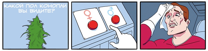 Как определить пол конопли