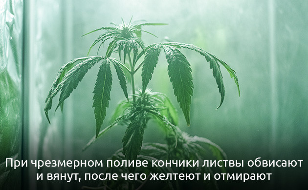 Проблемы при выращивании каннабиса из-за чрезмерного полива