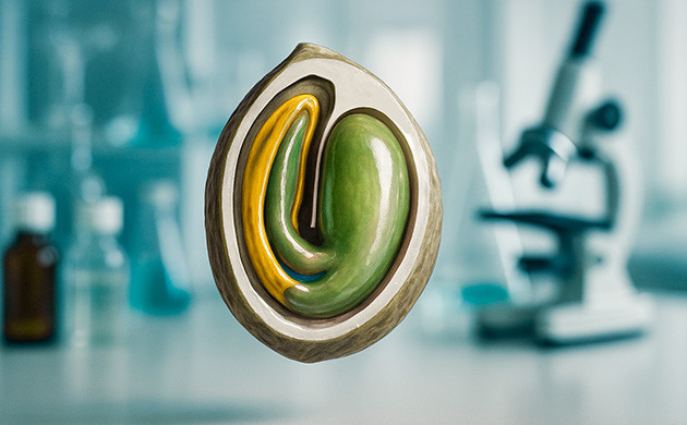 Строение и жизненный цикл семян марихуаны