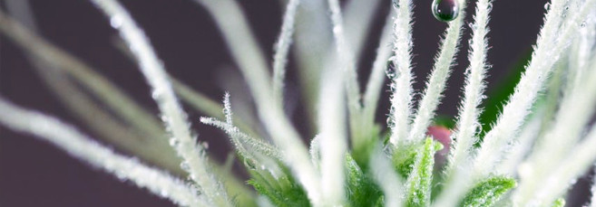 Предцвет конопли