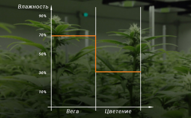 Уровень влажности воздуха во время вегетации и цветения