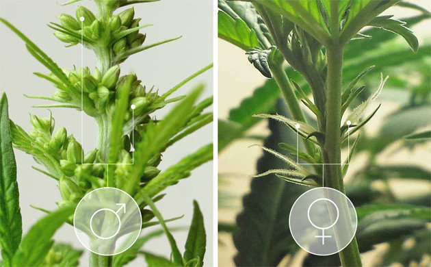 Мужское и женское растение конопли