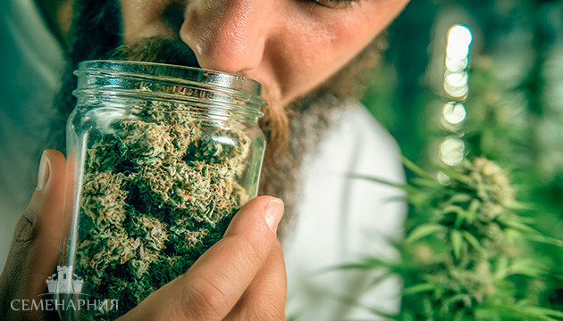 Залог вкусного урожая марихуаны