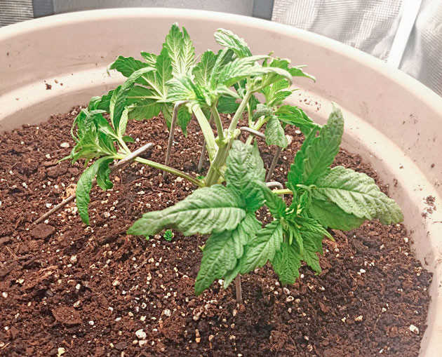 Росток Bruce Banner #3 от Herbies Seeds на 3 неделе