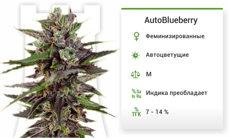 описание сорта ​AutoBlueberry