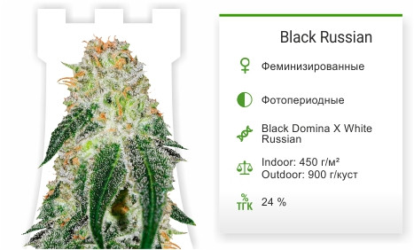 Black Russian от Delicious Seeds