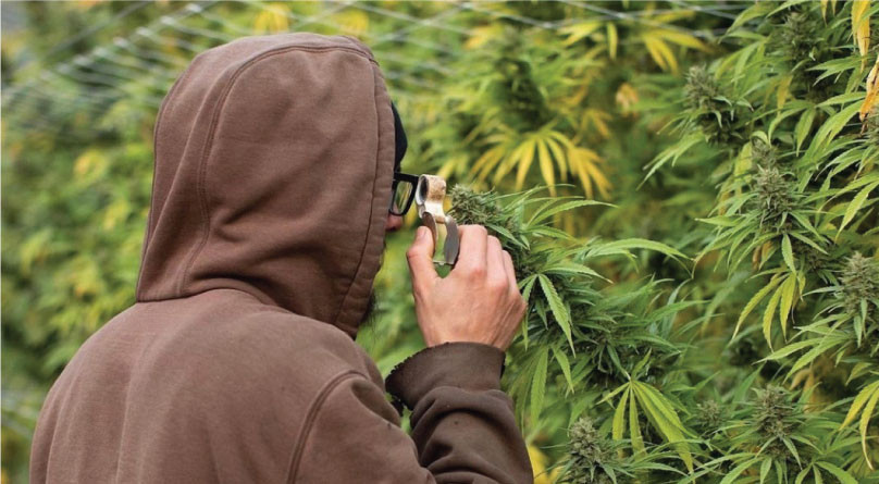 Проверка соцветий