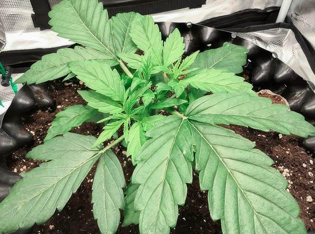 Куст Godzilla Cookies Auto на 3 неделе выращивания