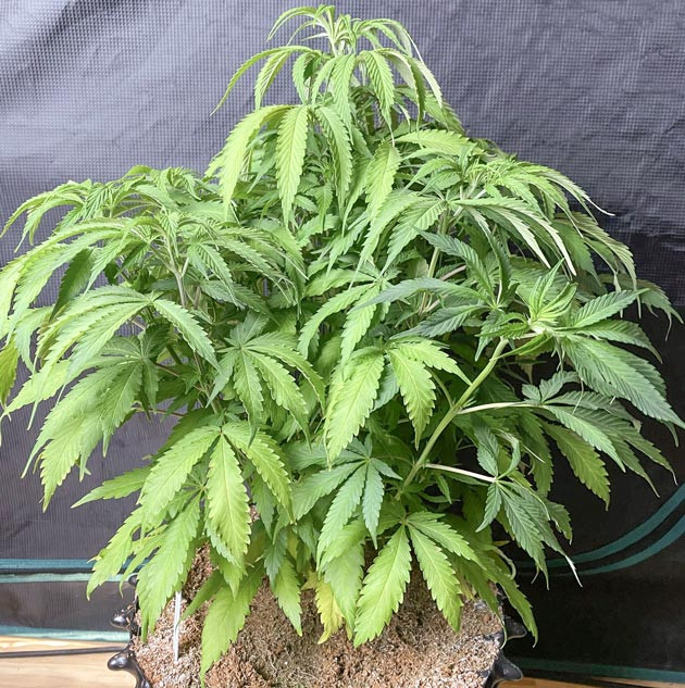 Дефолиация марихуаны Куст Gorilla Glue #4 от Original Sensible Seeds на 6 неделе