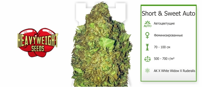 Сорт Short Sweet Auto