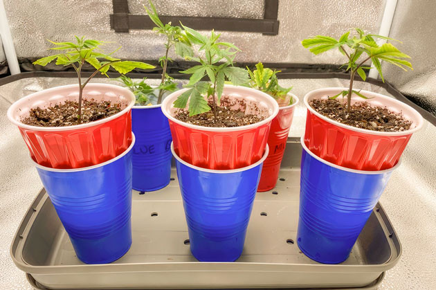 Ростки Blueberry Muffin от сидбанка Humboldt Seed Company