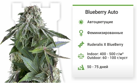 описание сорта Blueberry auto