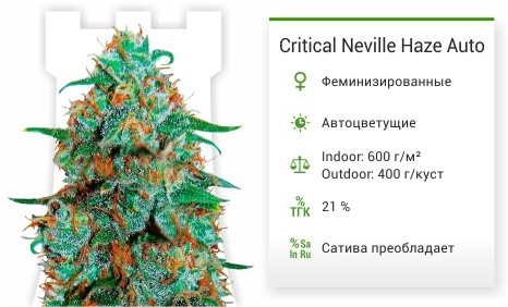 Critical Neville Haze Auto fem (Delicious Seeds)
