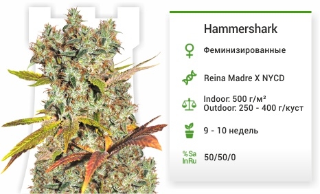 описание сорта Hammershark