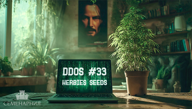Гроурепорт сорта конопли DDoS #33 от Herbies Seeds Выращивание сорта марихуаны DDoS #33 от Herbies Seeds