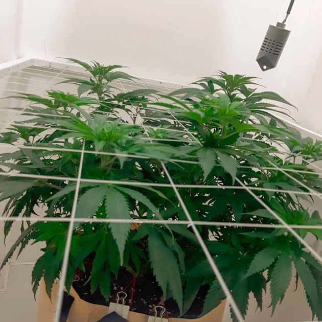 Куст Blackberry Moonrocks на 8 неделе выращивания