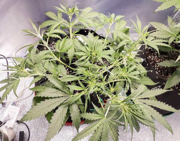 Ожог на листьях конопли Куст на 4 неделе выращивания
