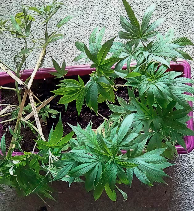 Куст Eleven Roses от Delicious Seeds на 7 неделе