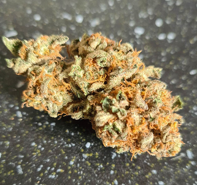 Шишка Gorilla Cookies Auto