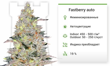 описание сорта Fastberry auto
