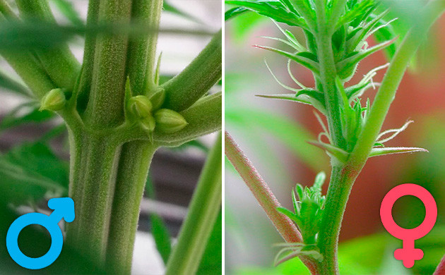 Мужские и женские признаки каннабиса