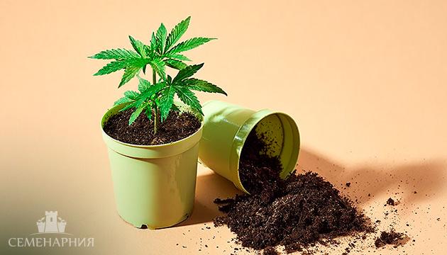 Виды и объём горшков для выращивания конопли