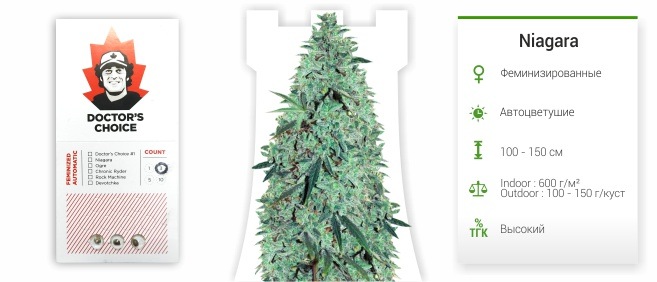 Niagara auto (Doctor’s Choise)