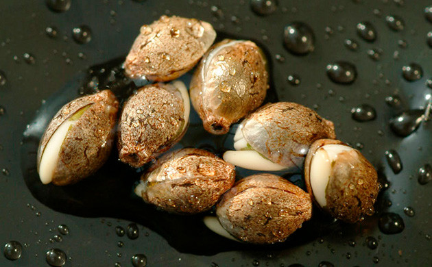 Условия проращивания семян каннабиса