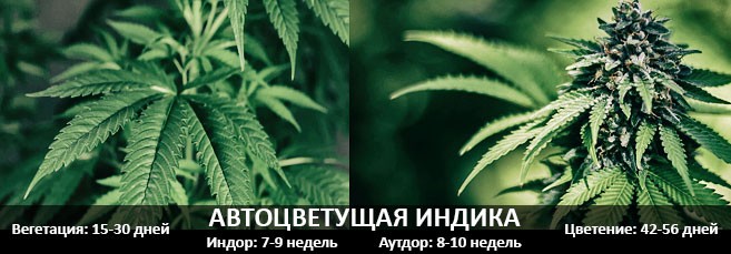 Вегетация и цветение автоцветущей индики