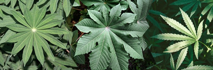 Внешне схожие с коноплей растения