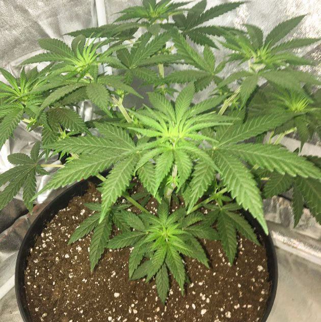 Переход на цветение