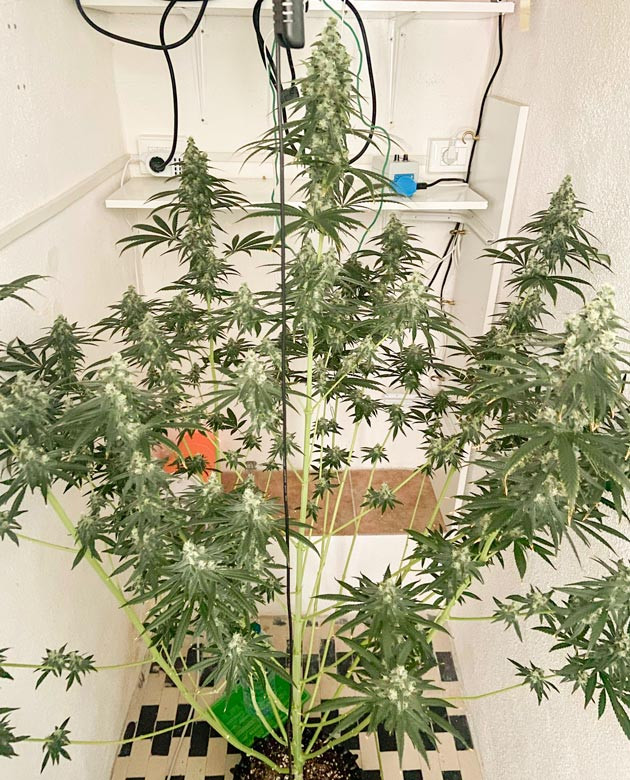 Куст Chemical Bride от GHS на 10 неделе выращивания