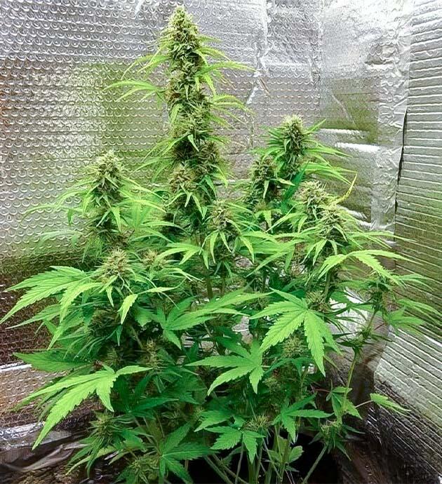 9-я неделя сорта Wedding Cake Auto
