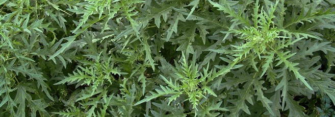 Похожая на марихуану коноплевая крапива