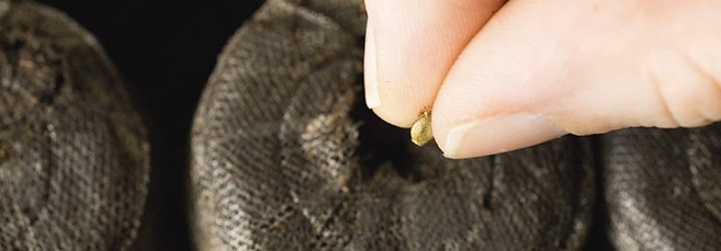 Посадка семян в торфяную таблетку