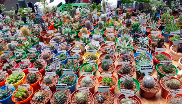 Кактусовый сад