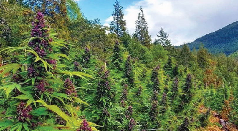 Конопля в аутдоре