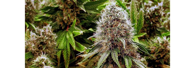 Сенсимилья