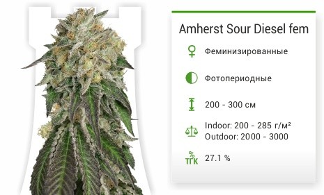 Amherst Sour Diesel fem от Humboldt Seeds