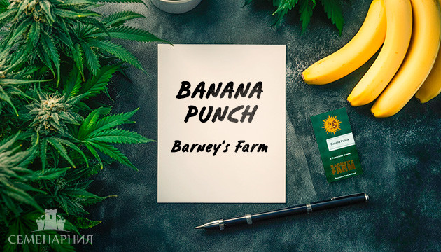 Выращивание сорта Banana Punch