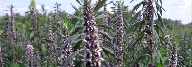 Растение пустырник пятилопастный