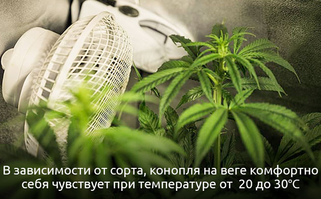 Температура при вегетации каннабиса