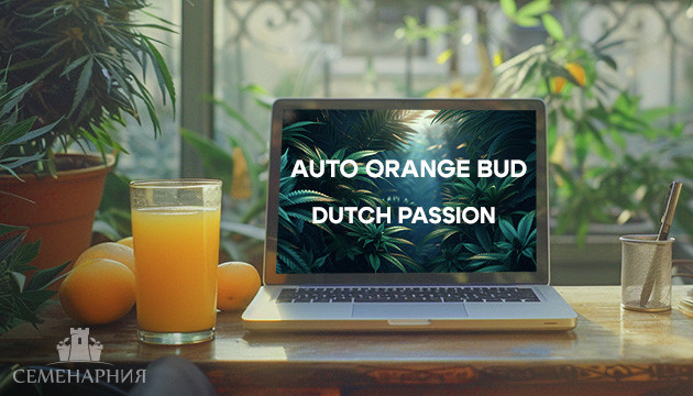 Выращивание сорта марихуаны Auto Orange Bud в индоре Гроурепорт сорта Auto Orange Bud