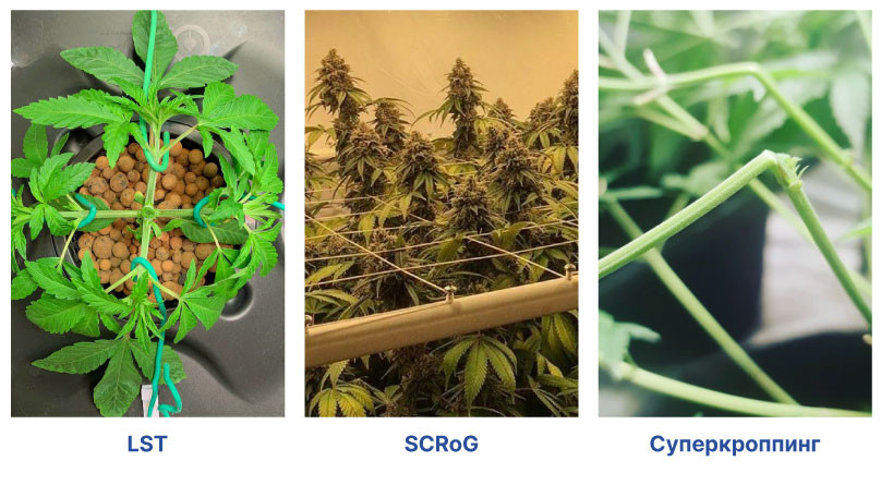 Тренировка автоцветов