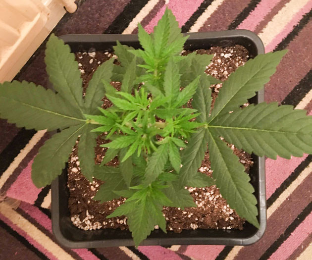 Пятая неделя выращивания