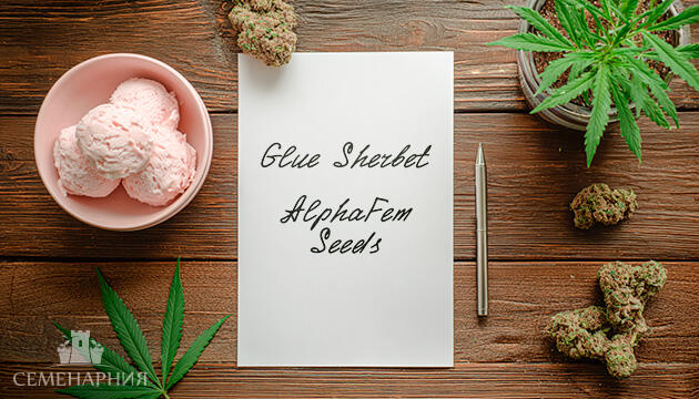 Выращивание сорта марихуаны Glue Sherbet в индоре Гроурепорт сорта Glue Sherbet