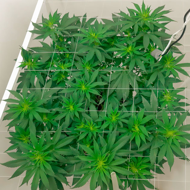 Первые признаки цветения Blackberry Moonrocks 