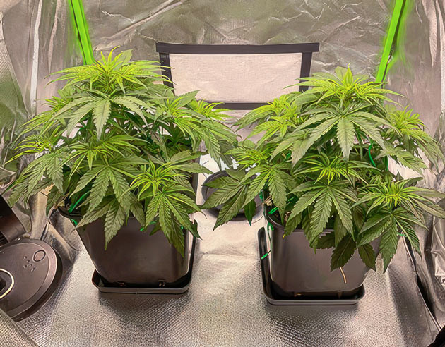 Кусты Apollo F1 Auto от RQS на стадии вегетации