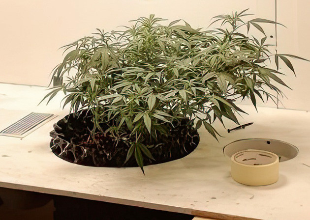 Куст Alpha 21 от AlphaFem Seeds на 5 неделе