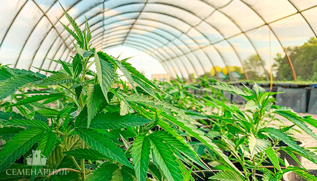 Культивация конопли в теплице Культивация марихуаны в теплице
